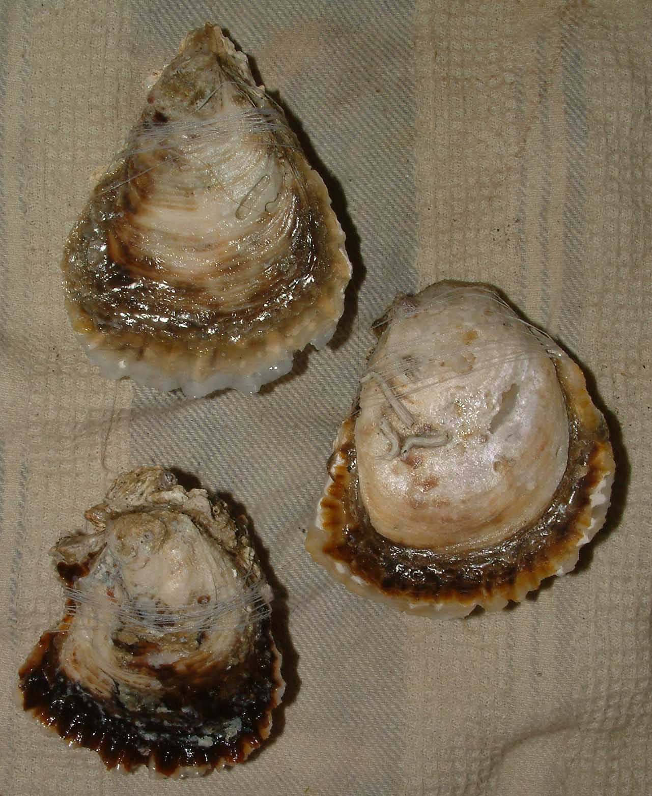 Ostrea edulis?